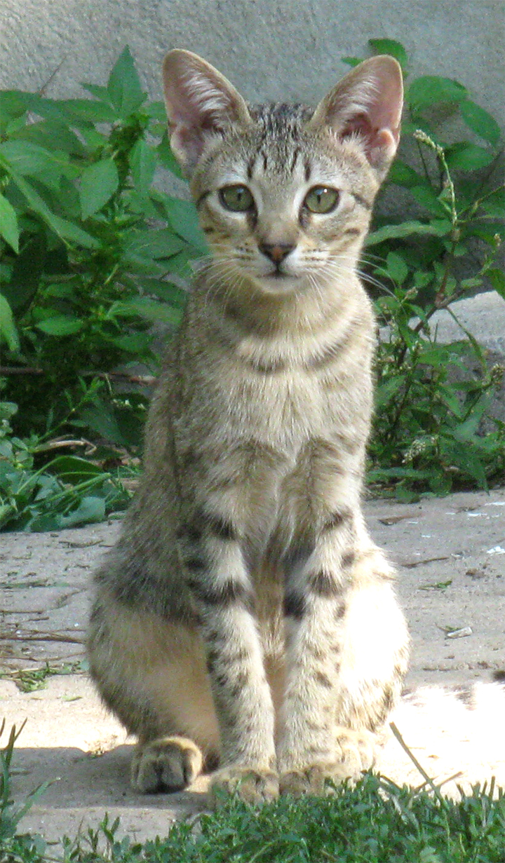 Savannah Cat