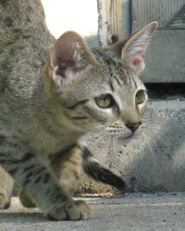 Savannah Cat