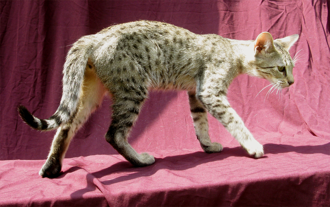 Savannah Cat