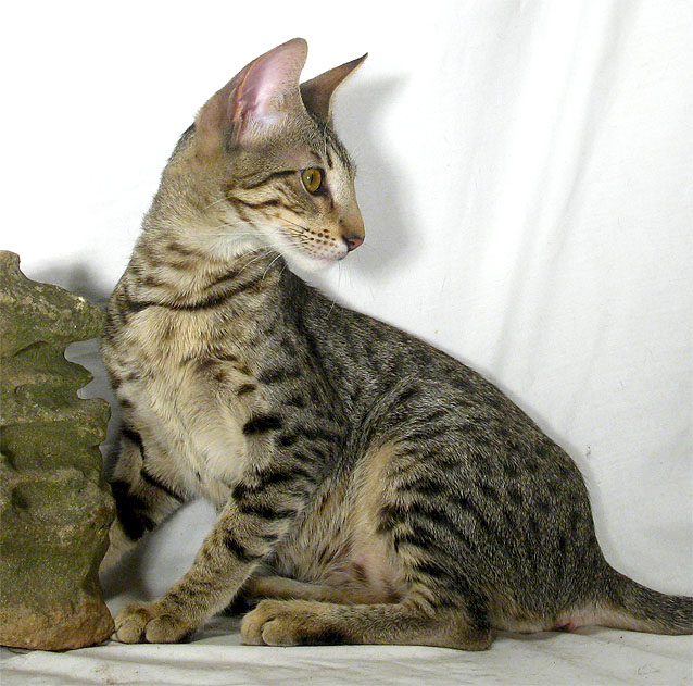 Savannah Cat