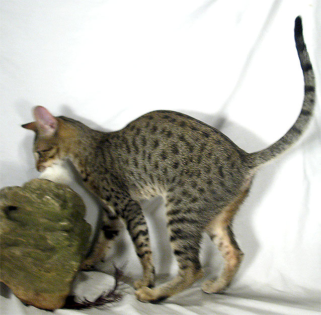 Savannah Cat