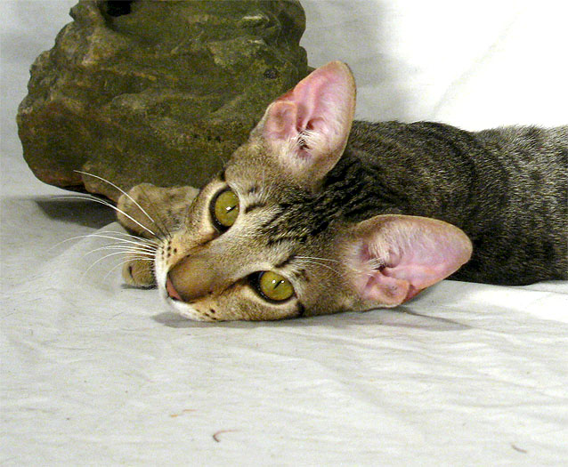 Savannah Cat