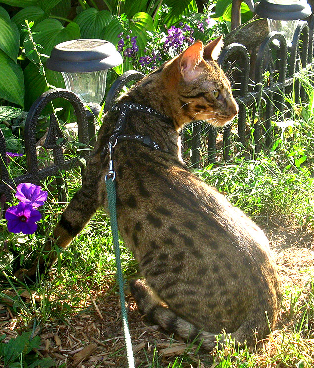 F4SBT Savannah cat